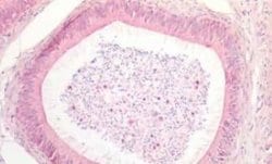 SKA3 Antibody, Novus Biologicals 50 &mu;g | Buy Online | Bio-Techne | Fisher Scientific